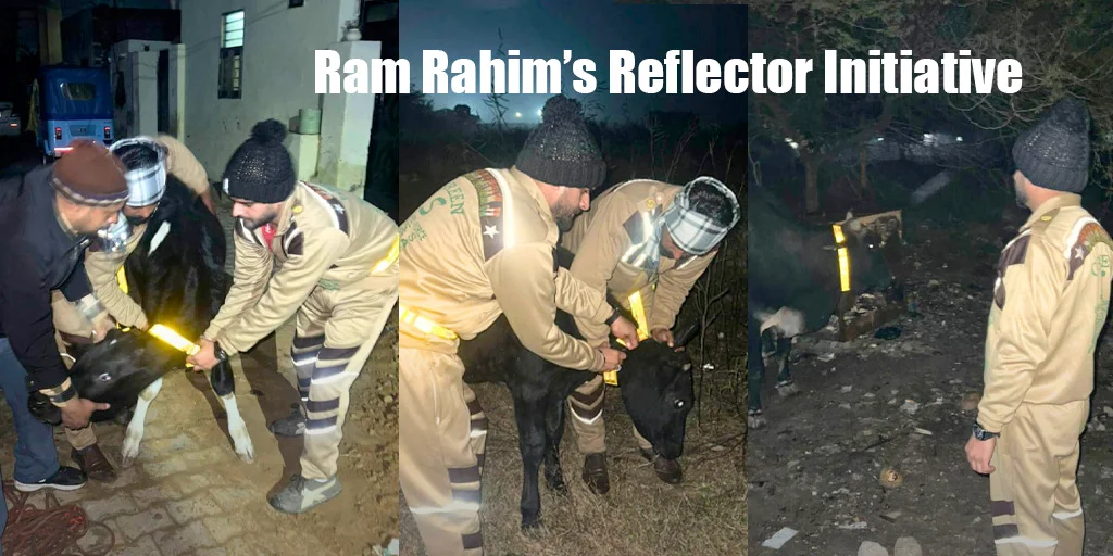 Ram Rahim's Reflector Initiative - Chemical-Free colours on Stray Animals Preventing Accidents | animal safety, road accident prevention, reflective marking, stray animal protection