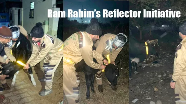 Ram Rahim's Reflector Initiative - Chemical-Free colours on Stray Animals Preventing Accidents | animal safety, road accident prevention, reflective marking, stray animal protection